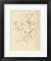Framed Contour Flower Sketch I