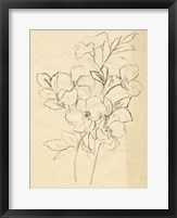 Framed Contour Flower Sketch I