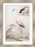 Framed Sepia Water Birds I
