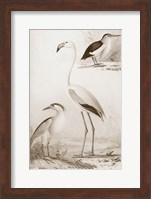 Framed Sepia Water Birds I