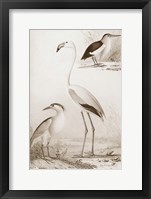 Sepia Water Birds I Framed Print