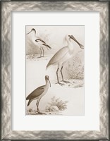 Framed Sepia Water Birds II
