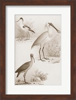 Framed Sepia Water Birds II