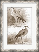 Framed Sepia Water Birds III
