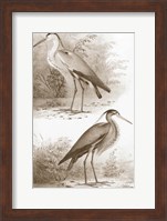 Framed Sepia Water Birds III