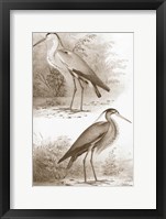 Sepia Water Birds III Framed Print