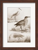 Framed Sepia Water Birds IV