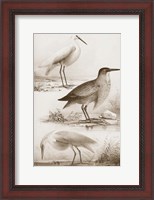 Framed Sepia Water Birds IV