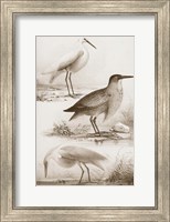 Framed Sepia Water Birds IV