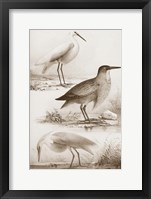 Framed Sepia Water Birds IV