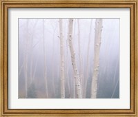 Framed Aspens In The Fog