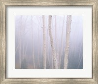 Framed Aspens In The Fog