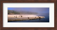 Framed Bison Along the Firehole