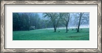 Framed Foggy Morning and Deer