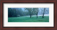 Framed Foggy Morning and Deer