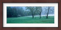 Framed Foggy Morning and Deer