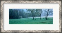 Framed Foggy Morning and Deer