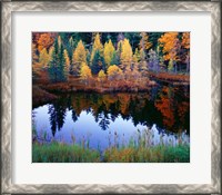 Framed Tamarack Reflections