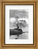 Framed Coastal Oak Series No. 1