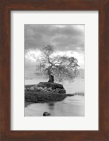 Framed Coastal Oak Series No. 1