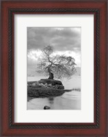 Framed Coastal Oak Series No. 1