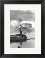 Framed Coastal Oak Series No. 1