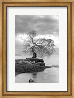 Framed Coastal Oak Series No. 1