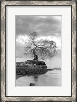 Framed Coastal Oak Series No. 1