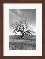 Framed Coastal Oak Series No. 12