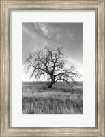 Framed Coastal Oak Series No. 12