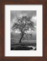 Framed Coastal Oak Series No. 13