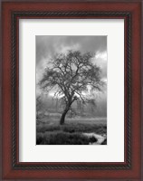 Framed Coastal Oak Series No. 13