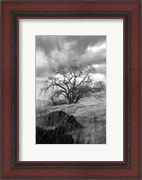 Framed Coastal Oak Series No. 16