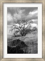 Framed Coastal Oak Series No. 16