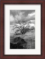 Framed Coastal Oak Series No. 16