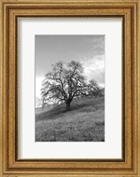 Framed Coastal Oak Series No. 17