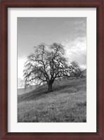 Framed Coastal Oak Series No. 17