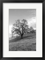 Framed Coastal Oak Series No. 17