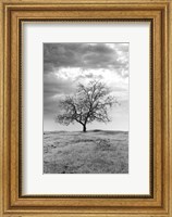 Framed Coastal Oak Series No. 23