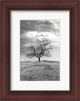 Framed Coastal Oak Series No. 23