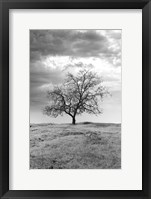 Framed Coastal Oak Series No. 23