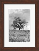 Framed Coastal Oak Series No. 26