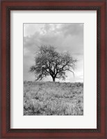 Framed Coastal Oak Series No. 26