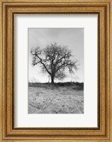 Framed Coastal Oak Series No. 30