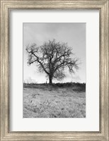 Framed Coastal Oak Series No. 30