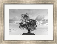 Framed Coastal Oak Series No. 36