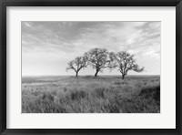 Framed Coastal Oak Series No. 40