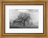 Framed Coastal Oak Series No. 41