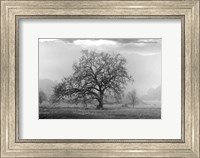Framed Coastal Oak Series No. 41