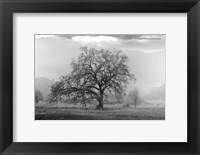 Framed Coastal Oak Series No. 41